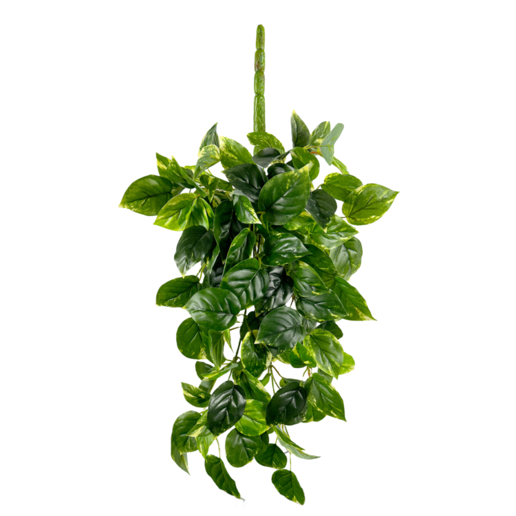 Pothos Hanging Vine, Green/Yellow, 24in (UV)