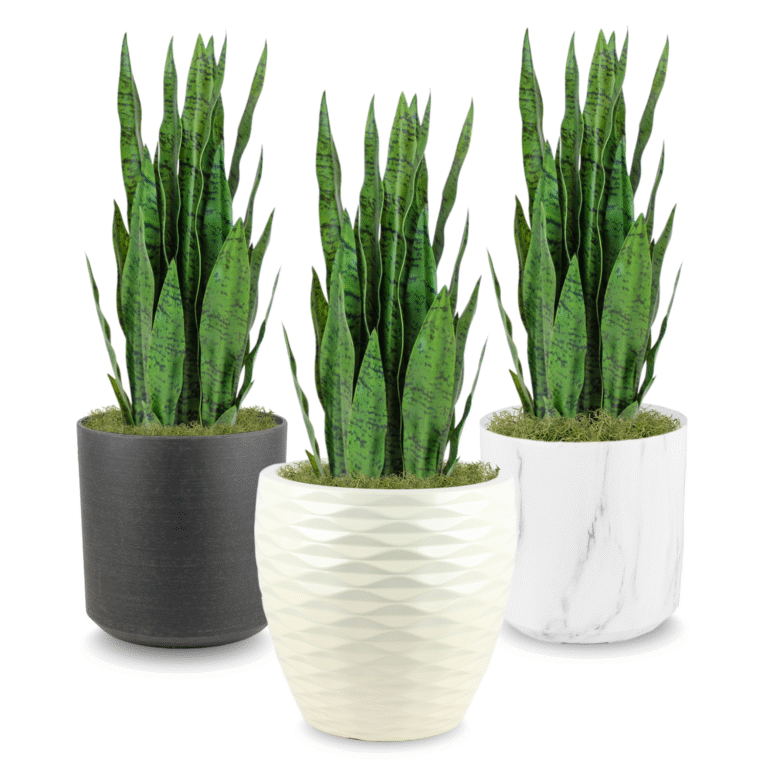 Snake Plant, Light Green in Planter 2ft-3.5ft