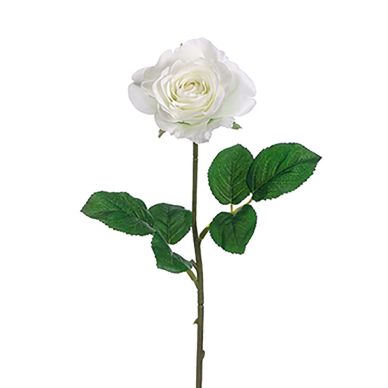 Rose Tea, 17in