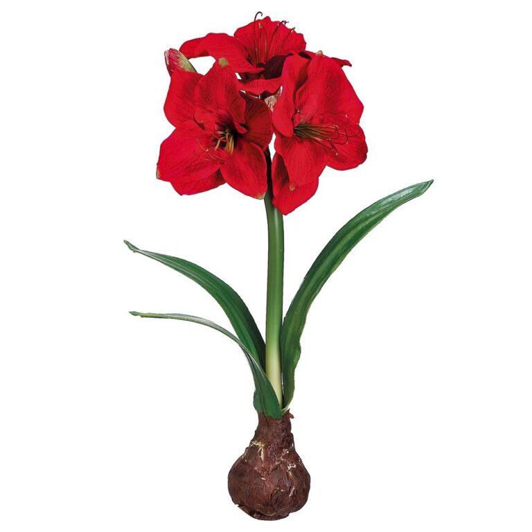 Standing Amaryllis with Bulb, Red, 21in