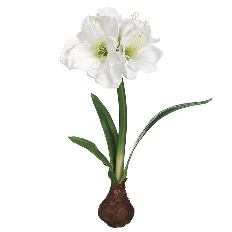 Standing Amaryllis with Bulb, White, 21in