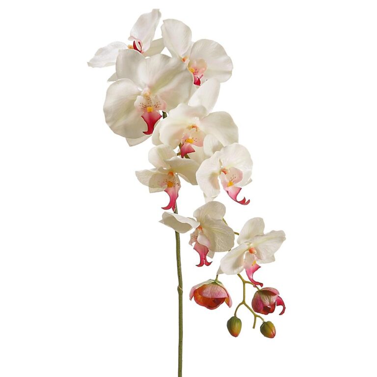 Phalaenopsis Spray, Cream, 44.5in