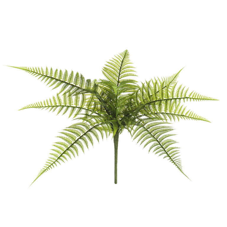 Leather Fern, Green, 17in
