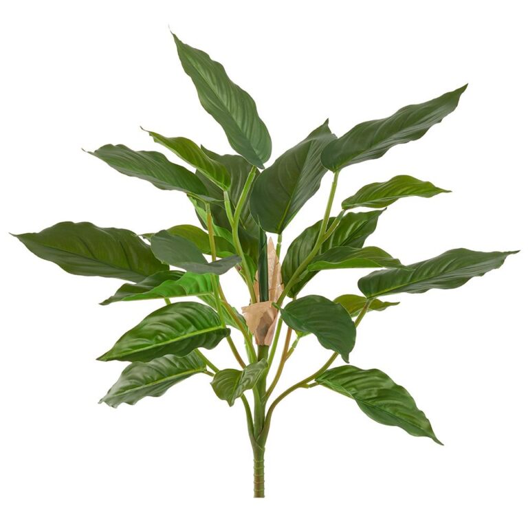 Rohdea Japonica Bush, Green, 19in