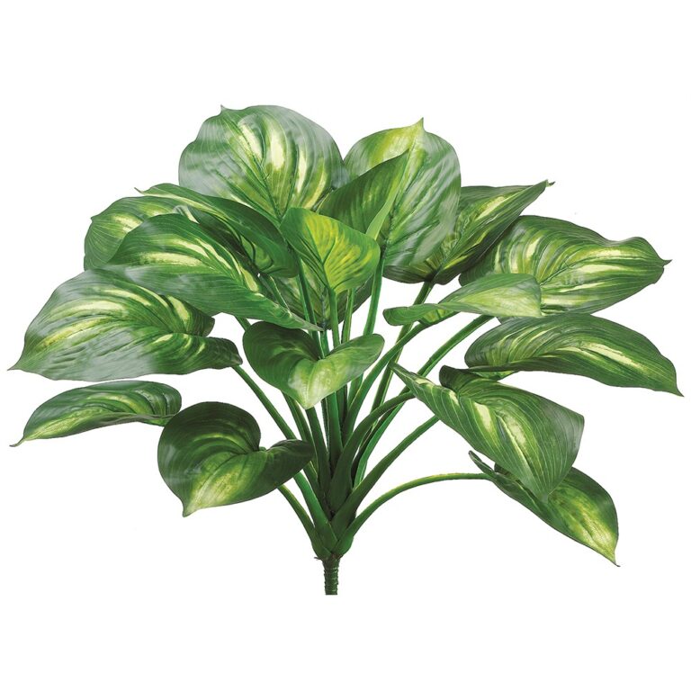 Hosta Plant, Green, 22in