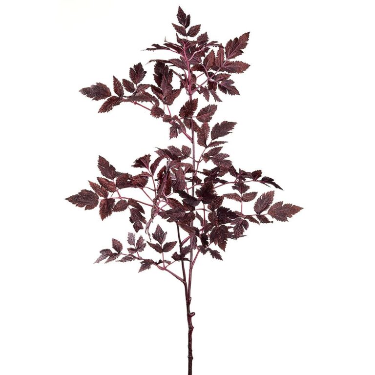 Cimicifuga Ramosa Leaf Spray, Plum, 31in
