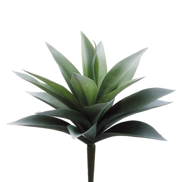 Agave Plant, Green Frosted, 11in