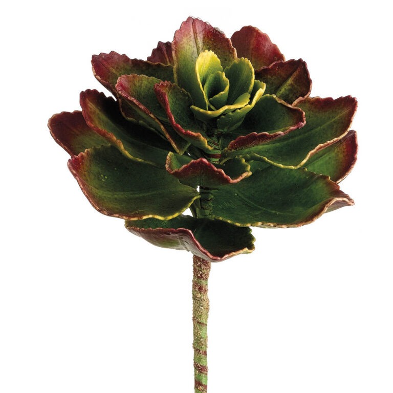 Echeveria Pick, Green/Burgundy, 8in