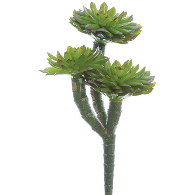 Echeveria Pick, Green/Burgundy, 7in