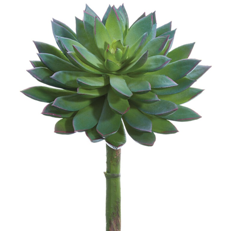 Echeveria Pick, Green/Grey, 8in