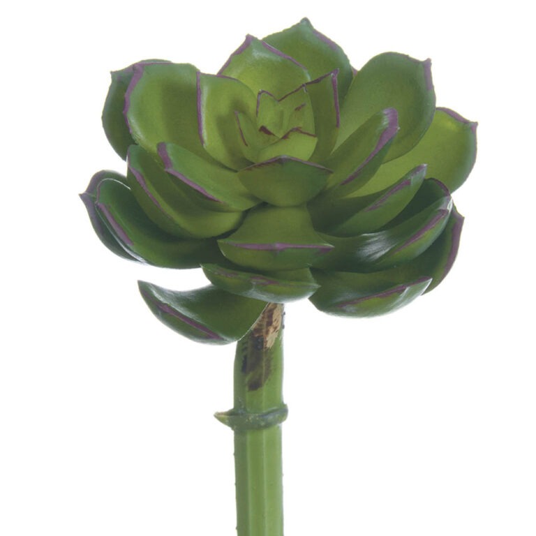 Echeveria Pick, Green/Plum, 5in