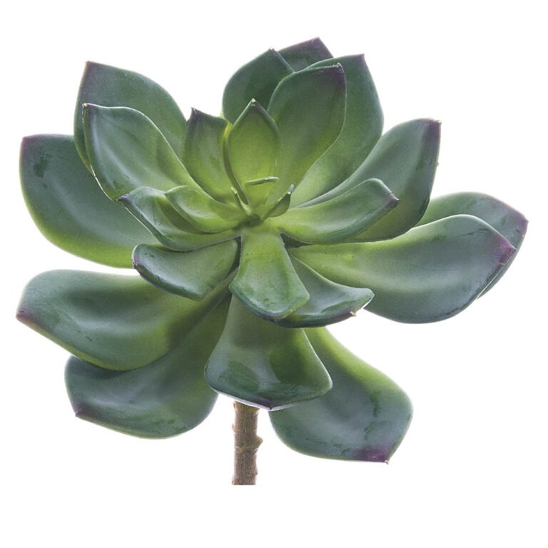 Echeveria Pick, 6in