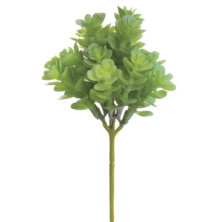 Sedum Pick, Green/Grey, 7.5in