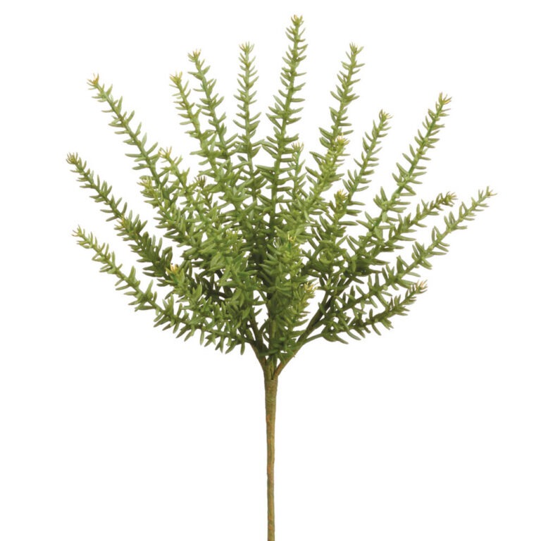 Sedum Pick, 12in