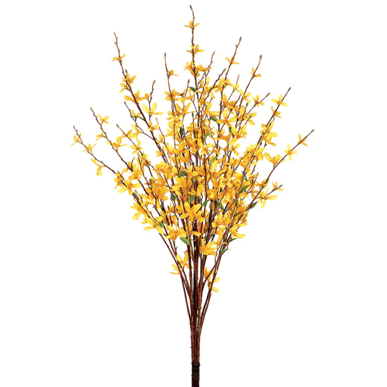 Forsythia Bush, Yellow, 34in