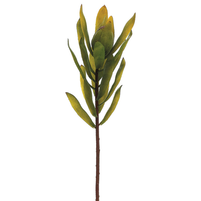 Protea Spray, Green, 22in