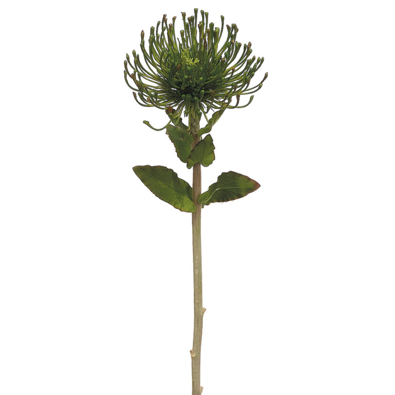 Protea Spray, 26in