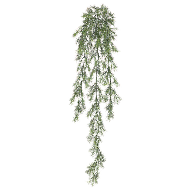 Sprengeri Hanging Bush, 37.5in