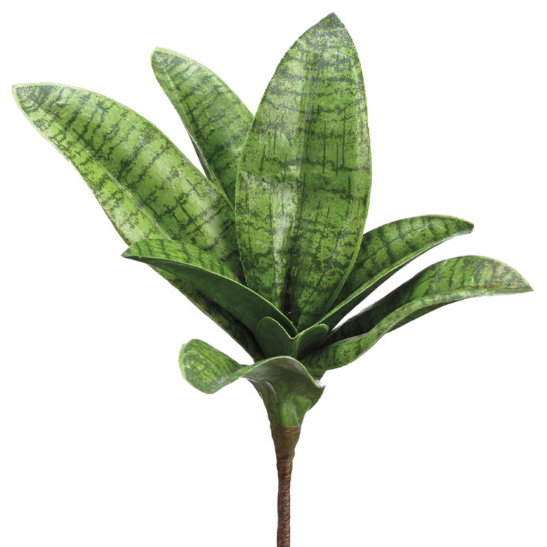 Sanseveria Pick, Green, 7in