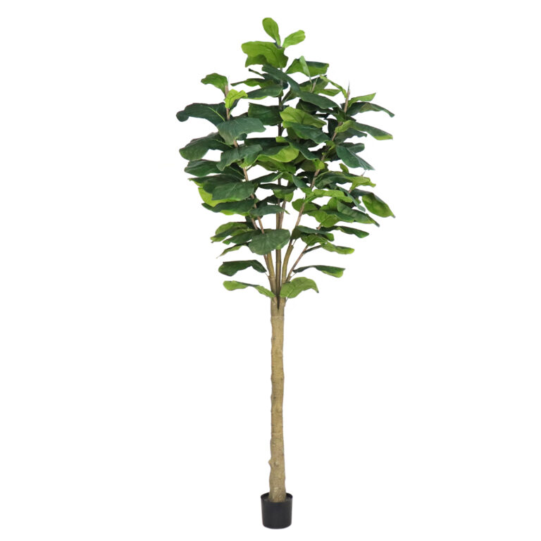 Fiddle Tree (Big Leaf), 10ft