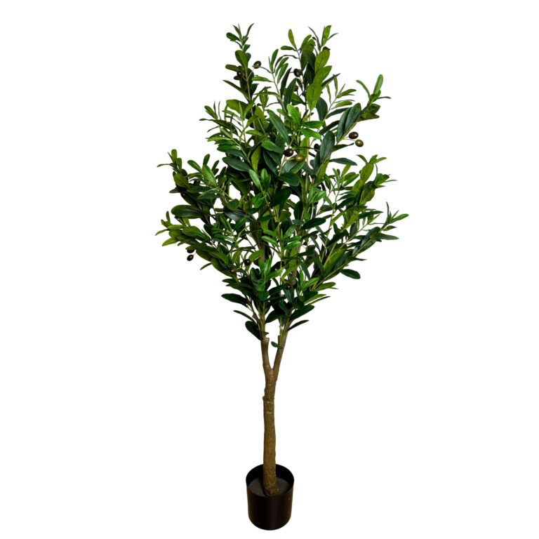 Olive Tree Unpotted, Dark Green, 5ft
