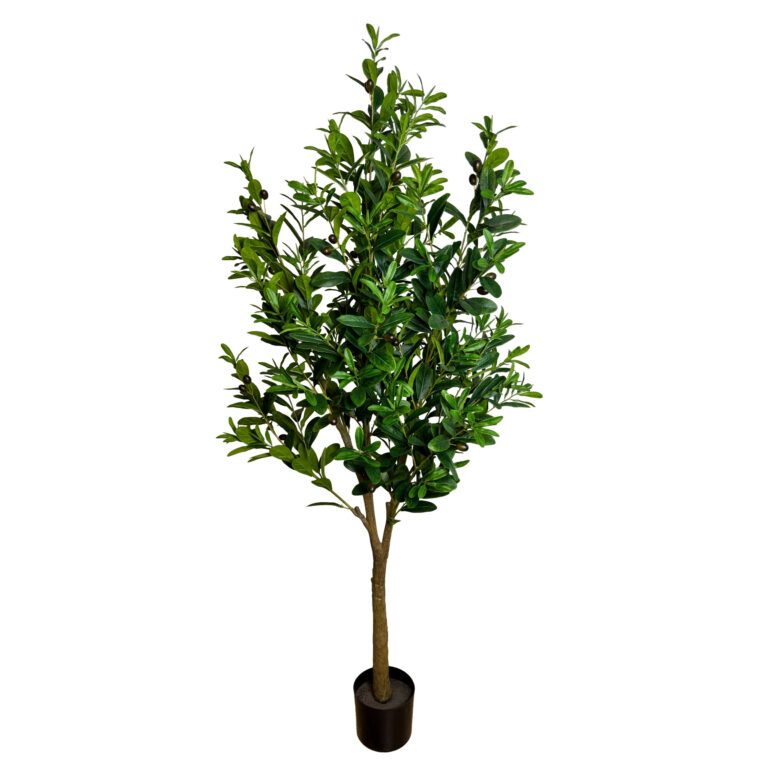 Olive Tree Unpotted, Dark Green, 5.5ft