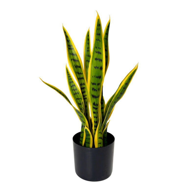 Snake Plant, Green/Yellow, 1.5ft
