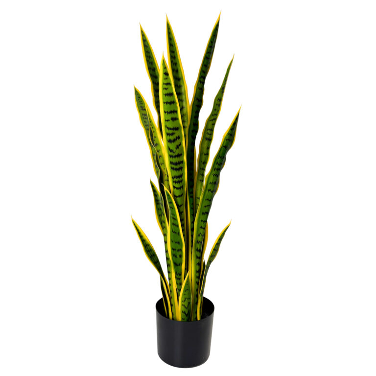Snake Plant, Green/Yellow, 3ft