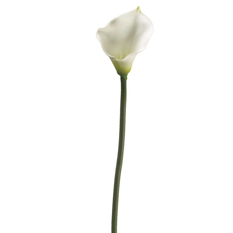 Calla Lily, Cream, 30in