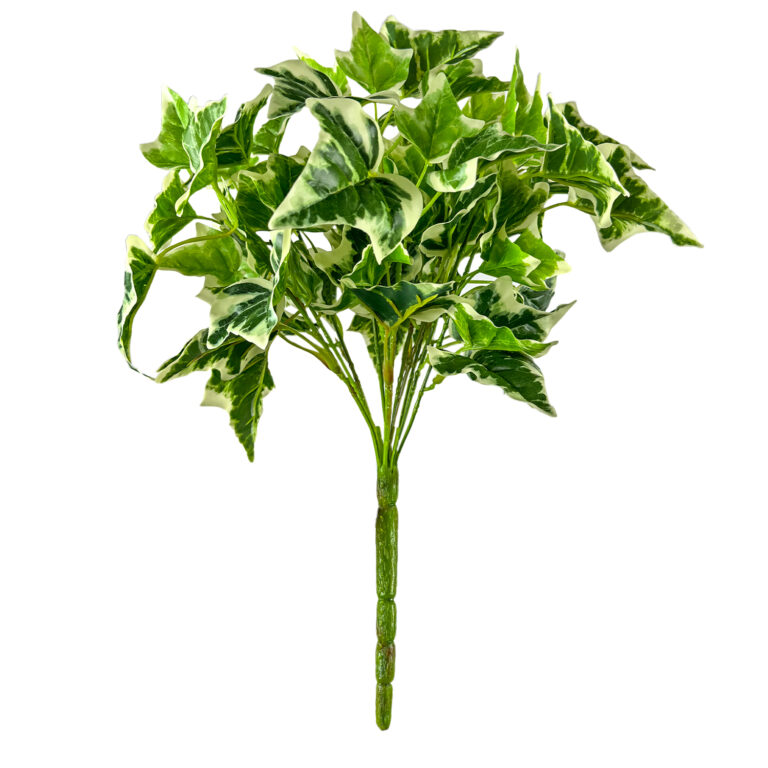 Ivy Holland Bush, 16in (UV)