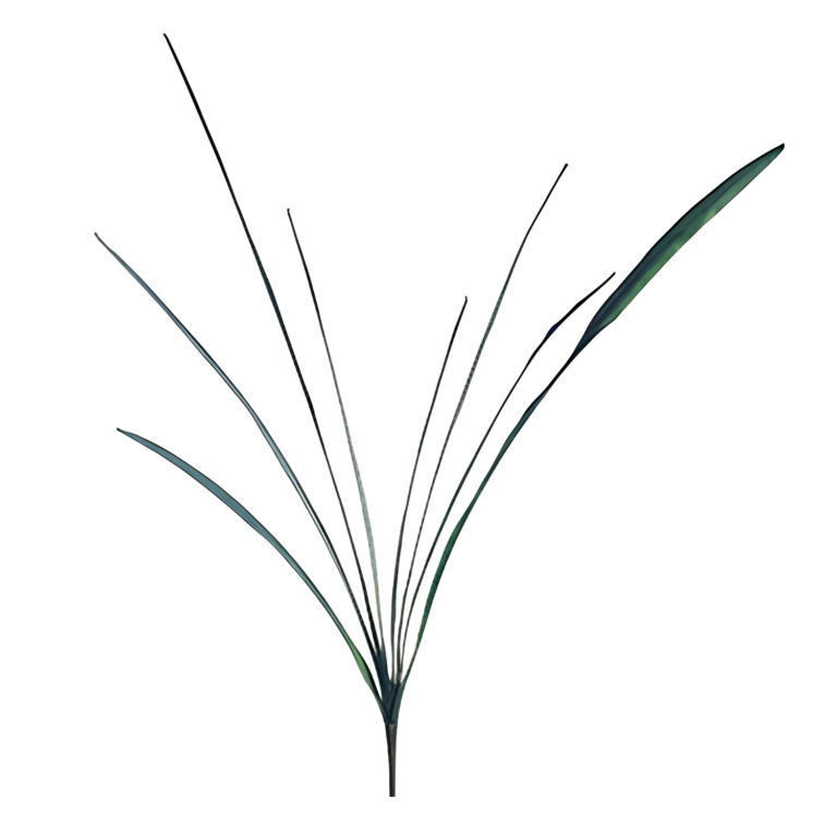Orchid Cymbidium Leaf, Green/Frosted, 40in