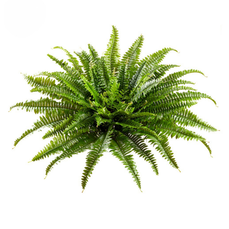 Boston Fern UV, Green, 26in